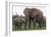 African Elephants 187-Bob Langrish-Framed Photographic Print