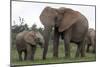 African Elephants 187-Bob Langrish-Mounted Photographic Print