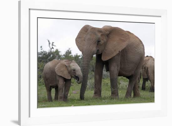 African Elephants 187-Bob Langrish-Framed Photographic Print