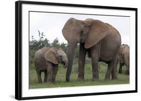 African Elephants 187-Bob Langrish-Framed Photographic Print