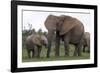 African Elephants 187-Bob Langrish-Framed Photographic Print