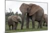 African Elephants 187-Bob Langrish-Mounted Photographic Print