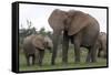 African Elephants 187-Bob Langrish-Framed Stretched Canvas