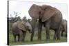 African Elephants 187-Bob Langrish-Stretched Canvas
