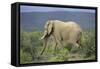 African Elephants 196-Bob Langrish-Framed Stretched Canvas