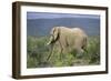 African Elephants 196-Bob Langrish-Framed Photographic Print