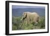 African Elephants 196-Bob Langrish-Framed Photographic Print