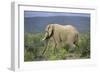 African Elephants 196-Bob Langrish-Framed Photographic Print