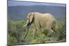 African Elephants 196-Bob Langrish-Mounted Photographic Print