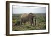 African Elephants 197-Bob Langrish-Framed Photographic Print