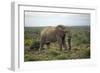 African Elephants 197-Bob Langrish-Framed Photographic Print