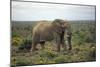 African Elephants 197-Bob Langrish-Mounted Photographic Print