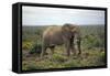 African Elephants 197-Bob Langrish-Framed Stretched Canvas