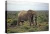 African Elephants 197-Bob Langrish-Stretched Canvas