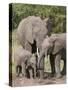 African Elephants and Baby (Loxodonta Africana), Masai Mara National Reserve, Kenya-Sergio Pitamitz-Stretched Canvas