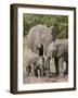 African Elephants and Baby (Loxodonta Africana), Masai Mara National Reserve, Kenya-Sergio Pitamitz-Framed Photographic Print