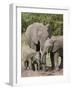 African Elephants and Baby (Loxodonta Africana), Masai Mara National Reserve, Kenya-Sergio Pitamitz-Framed Photographic Print