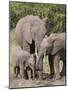 African Elephants and Baby (Loxodonta Africana), Masai Mara National Reserve, Kenya-Sergio Pitamitz-Mounted Photographic Print