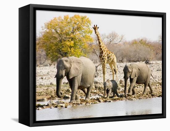 African Elephants and Giraffe at Watering Hole, Namibia-Joe Restuccia III-Framed Stretched Canvas