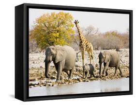 African Elephants and Giraffe at Watering Hole, Namibia-Joe Restuccia III-Framed Stretched Canvas