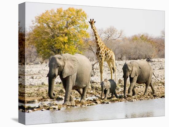 African Elephants and Giraffe at Watering Hole, Namibia-Joe Restuccia III-Stretched Canvas