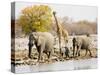 African Elephants and Giraffe at Watering Hole, Namibia-Joe Restuccia III-Stretched Canvas