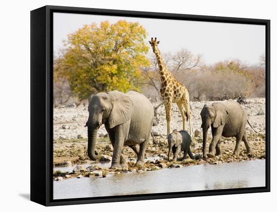 African Elephants and Giraffe at Watering Hole, Namibia-Joe Restuccia III-Framed Stretched Canvas