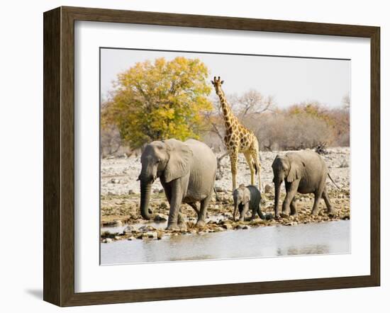 African Elephants and Giraffe at Watering Hole, Namibia-Joe Restuccia III-Framed Premium Photographic Print