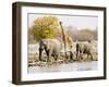 African Elephants and Giraffe at Watering Hole, Namibia-Joe Restuccia III-Framed Premium Photographic Print