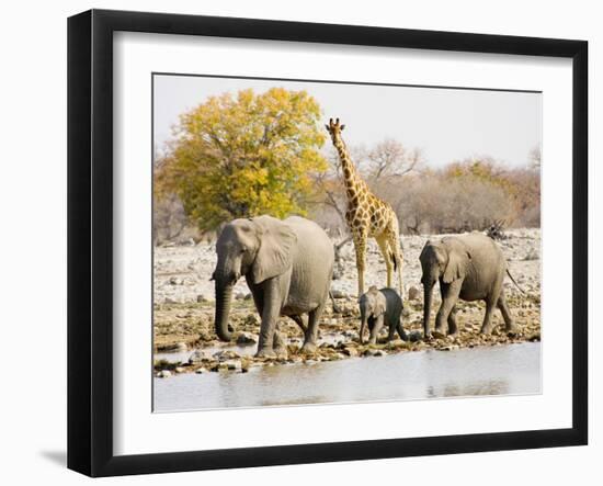 African Elephants and Giraffe at Watering Hole, Namibia-Joe Restuccia III-Framed Premium Photographic Print