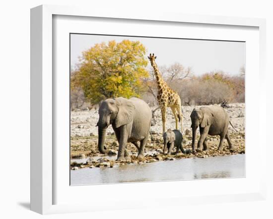 African Elephants and Giraffe at Watering Hole, Namibia-Joe Restuccia III-Framed Premium Photographic Print