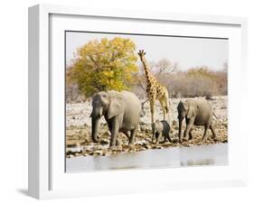 African Elephants and Giraffe at Watering Hole, Namibia-Joe Restuccia III-Framed Premium Photographic Print