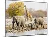 African Elephants and Giraffe at Watering Hole, Namibia-Joe Restuccia III-Mounted Premium Photographic Print