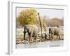 African Elephants and Giraffe at Watering Hole, Namibia-Joe Restuccia III-Framed Premium Photographic Print