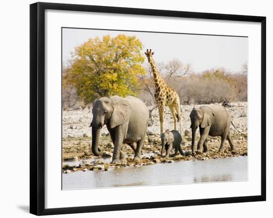 African Elephants and Giraffe at Watering Hole, Namibia-Joe Restuccia III-Framed Premium Photographic Print