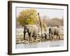 African Elephants and Giraffe at Watering Hole, Namibia-Joe Restuccia III-Framed Premium Photographic Print