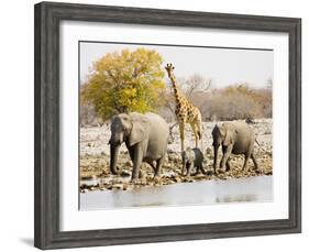 African Elephants and Giraffe at Watering Hole, Namibia-Joe Restuccia III-Framed Photographic Print