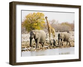 African Elephants and Giraffe at Watering Hole, Namibia-Joe Restuccia III-Framed Photographic Print