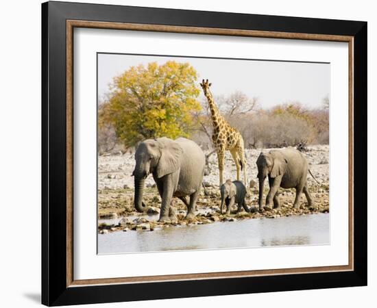 African Elephants and Giraffe at Watering Hole, Namibia-Joe Restuccia III-Framed Photographic Print