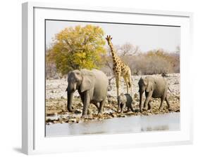 African Elephants and Giraffe at Watering Hole, Namibia-Joe Restuccia III-Framed Photographic Print