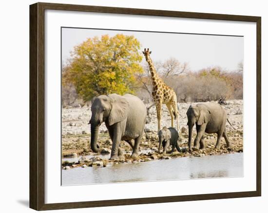 African Elephants and Giraffe at Watering Hole, Namibia-Joe Restuccia III-Framed Photographic Print