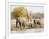 African Elephants and Giraffe at Watering Hole, Namibia-Joe Restuccia III-Framed Photographic Print