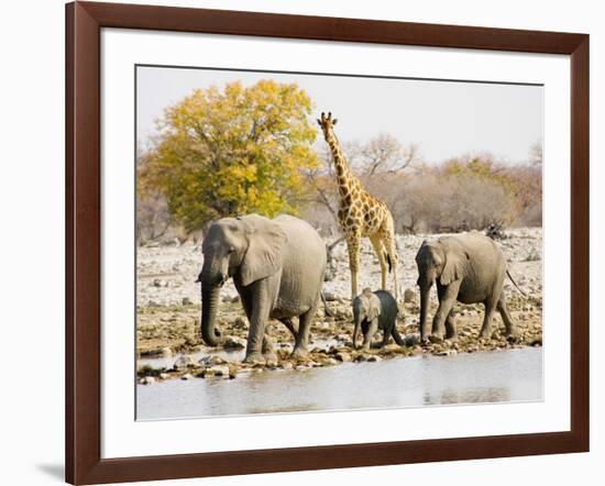 African Elephants and Giraffe at Watering Hole, Namibia-Joe Restuccia III-Framed Photographic Print