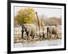 African Elephants and Giraffe at Watering Hole, Namibia-Joe Restuccia III-Framed Photographic Print