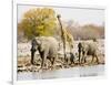 African Elephants and Giraffe at Watering Hole, Namibia-Joe Restuccia III-Framed Photographic Print