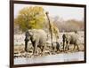 African Elephants and Giraffe at Watering Hole, Namibia-Joe Restuccia III-Framed Photographic Print