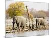 African Elephants and Giraffe at Watering Hole, Namibia-Joe Restuccia III-Mounted Photographic Print