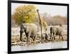 African Elephants and Giraffe at Watering Hole, Namibia-Joe Restuccia III-Framed Photographic Print