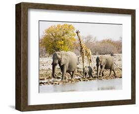 African Elephants and Giraffe at Watering Hole, Namibia-Joe Restuccia III-Framed Photographic Print