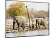 African Elephants and Giraffe at Watering Hole, Namibia-Joe Restuccia III-Mounted Photographic Print